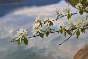 Native Trees & Shrubs Zone 3
