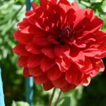 Image of Red Dhalia