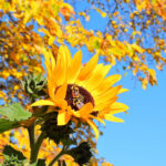 Image of Arb Sunflower and Bees