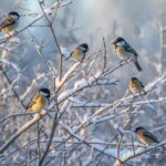 Image of Alberta birds in winter